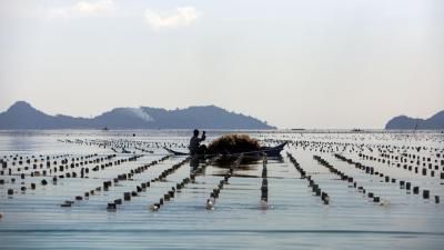 A fisher working in a seaweed farm.